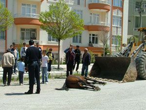 Otobüse çarpan yarış atı telef oldu