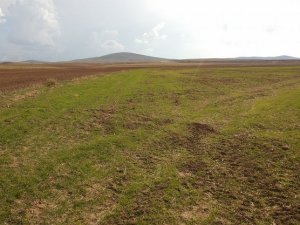 Ova'da ekinler bu yıl erken çıktı