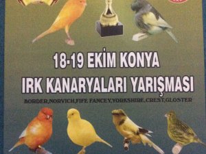 Kanaryalar yarışacak