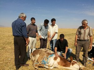 240 bin kurban kesildi