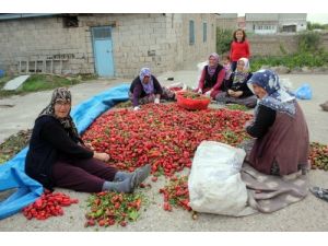 Cırgalan Biberinin Fiyatı Üreticiyi Üzdü