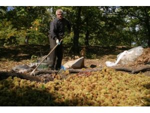 Dağlarda Kestane Hasadı Başladı