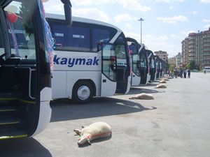 Özkaymak’ın yeni otobüsleri yolda