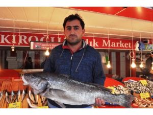 Bandırmalı Balıkçıların Ağlarına Minekop Takıldı