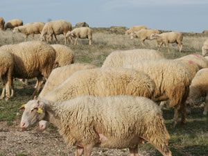 Gönen'de koyunculuk projesi meyvelerini verdi