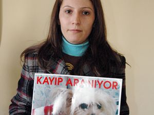 Üniversite öğrencisi köpeğini ilanla arıyor