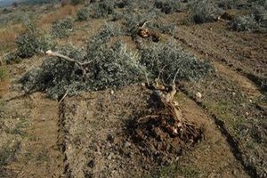 'Yırca'da termik santrale izin yok'