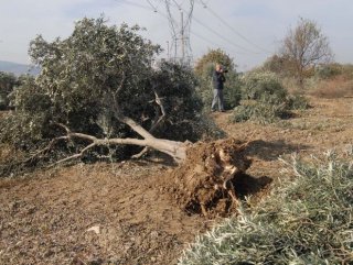 Zeytin ağaçlarını kesen firmaya para cezası verildi