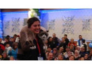 Kedi Yarışmasında Ankara’nın En Güzeli ‘romeo’ Oldu