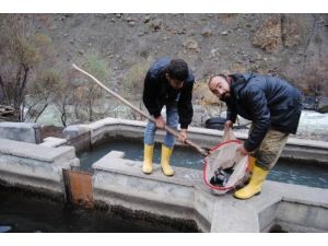 Hakkari'de Alabalığa Rağbet Arttı