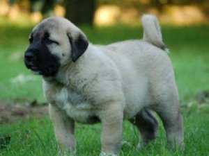 Boş dükkandaki kangalı çaldılar