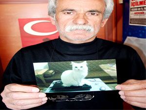 Beyşehir'de kayıp kediyi bulana para ödülü