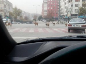 Yollardaki başıboş köpek tehlikesi