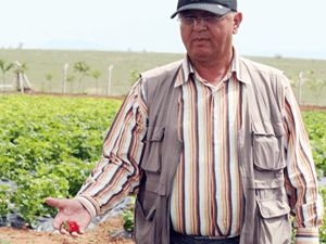 Organik çilekler yurtdışına ihraç edilecek