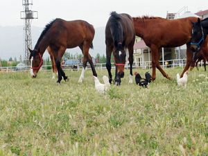 Yarış atlarını keneden tavuklar koruyor