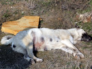Konya’da köpek katliamı
