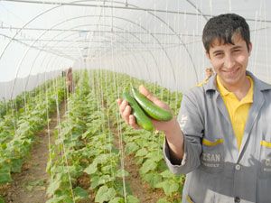 Konya’da salatalık hasadına başlandı