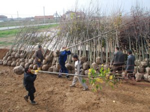 Karatay Belediyesi'nde 2015 fidanları hazır