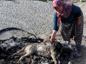 Büsan Sanayi Sitesi’nden ölü bulunan köpek açıklaması