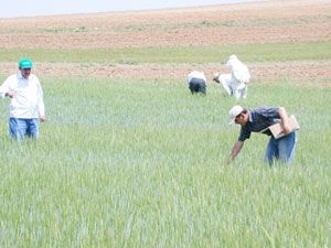 Sarayönü’nde süneye 550 bin böcek