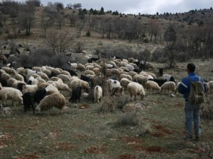 Kış ortasında otlanıyorlar