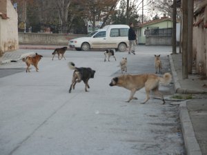 Sokak köpekleri tehlike saçıyor