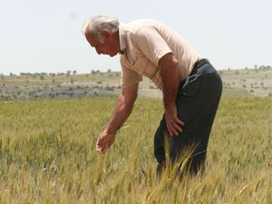 Beyşehir’de buğdayda düşük verim beklentisi