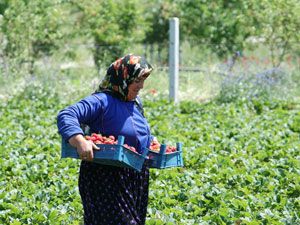 Çilek ihracatıyla Avrupa'ya açıldılar