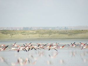 Flamingolar, yağışlarla birlikte döndü