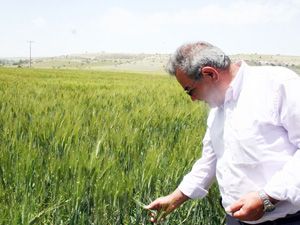 Beyşehir’de süne zararlısına rastlanmadı
