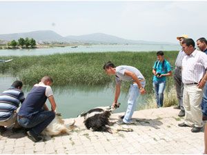 Beyşehir’de avlanma yasağı sona eriyor