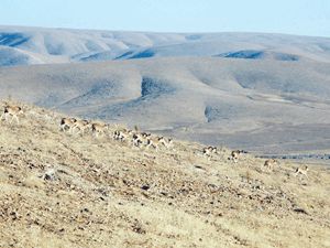 Yaban koyunu avı için servet ödüyorlar