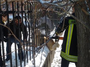 Demir parmaklıklara sıkışan köpeği itfaiye kurtardı