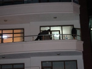 Evi Terk Eden Karısına Kızıp Eşyaları Balkondan Attı