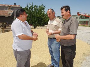 Ereğlili çiftçiler süneyle mücadelede başarısız kaldı