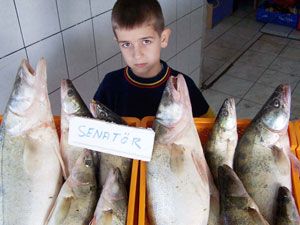 ‘Senatör’, bu yıl Beyşehir'de kayıp