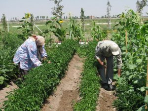 Hobi bahçelerine noter çekilişiyle kavuştular