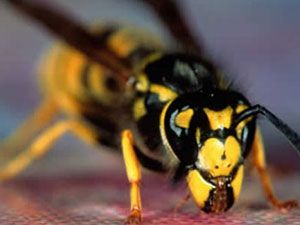 Arı sokması hangi hastalığın panzehiri