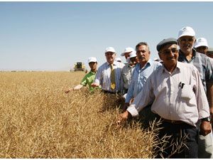 Kanola çiftçiyi güldürdü