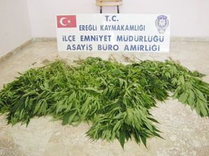 Ereğli'de Hint keneviri ele geçirildi