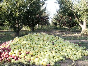 Elmada kalite arttı