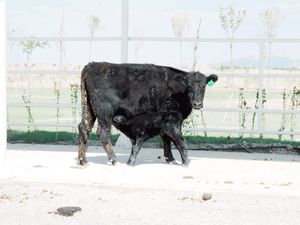 Angus’un yavruları ‘pangus’lar dünyaya geldi