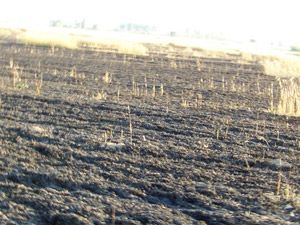 Buğday ekili tarlada yangın çıktı