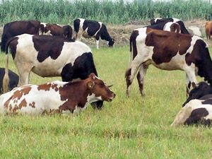 Kasaplar ve besiciler de sığır ithal edebilecek