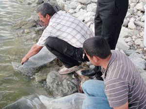 Cihanbeyli Göleti’ne 35 bin yavru sazan bırakıldı