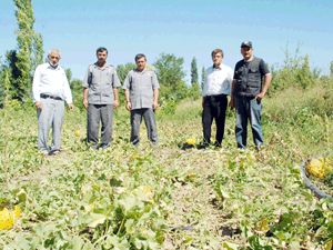 Kavunda mantara bağlı verim kaybı yaşanacak