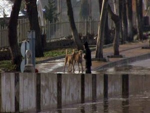 Köpeklere Yem Olmaktan Son Anda Kurtarıldı