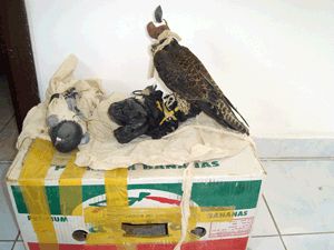 Kaçak avlanan avcı yakalandı