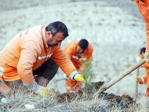 Büyükşehir’den ağaçlandırma çalışması
