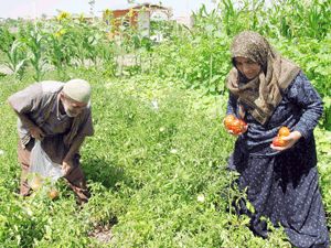Hobide hasat zamanı